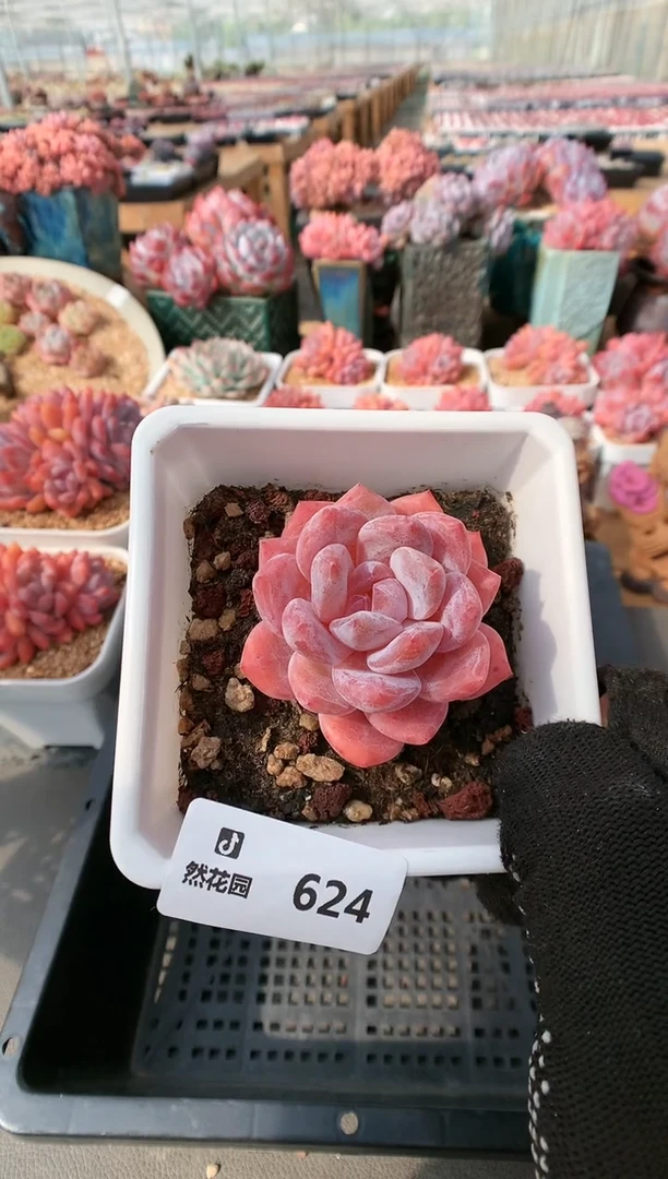 【闪购商品】624雪天使一物一拍