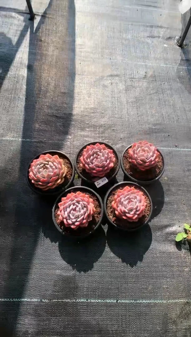 【闪购商品】659梦露五棵一物一拍