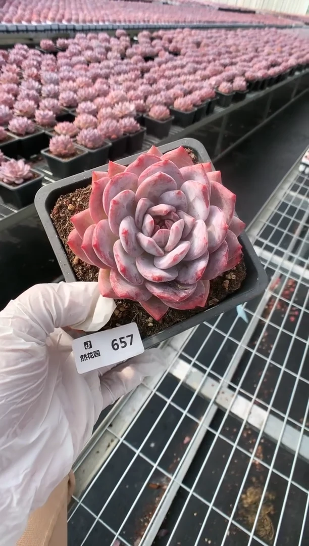 【闪购商品】657梦露一物一拍