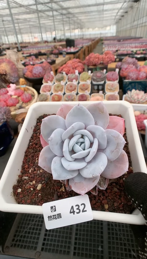 【闪购商品】432雪莲一物一拍