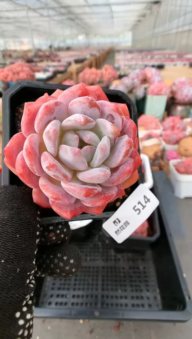 【闪购商品】514日本雪天使一物一拍