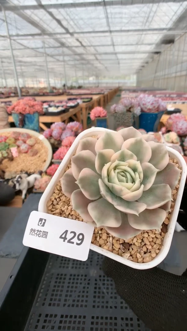 【闪购商品】429昂斯诺锦一物一拍
