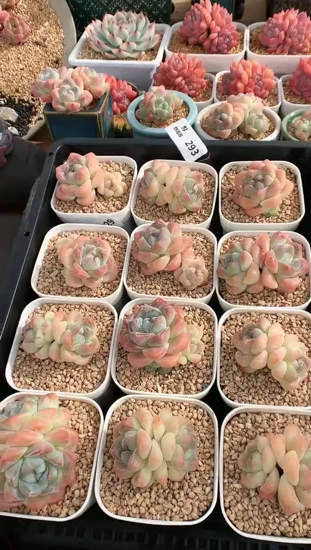 【闪购商品】293冰玉量拍