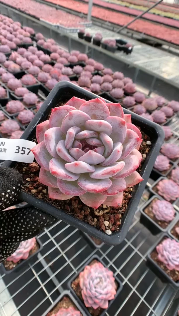 【闪购商品】357玫瑰梦露一物一拍