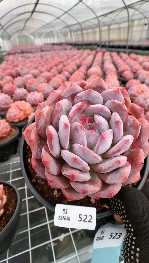 【闪购商品】522梦露一物一拍