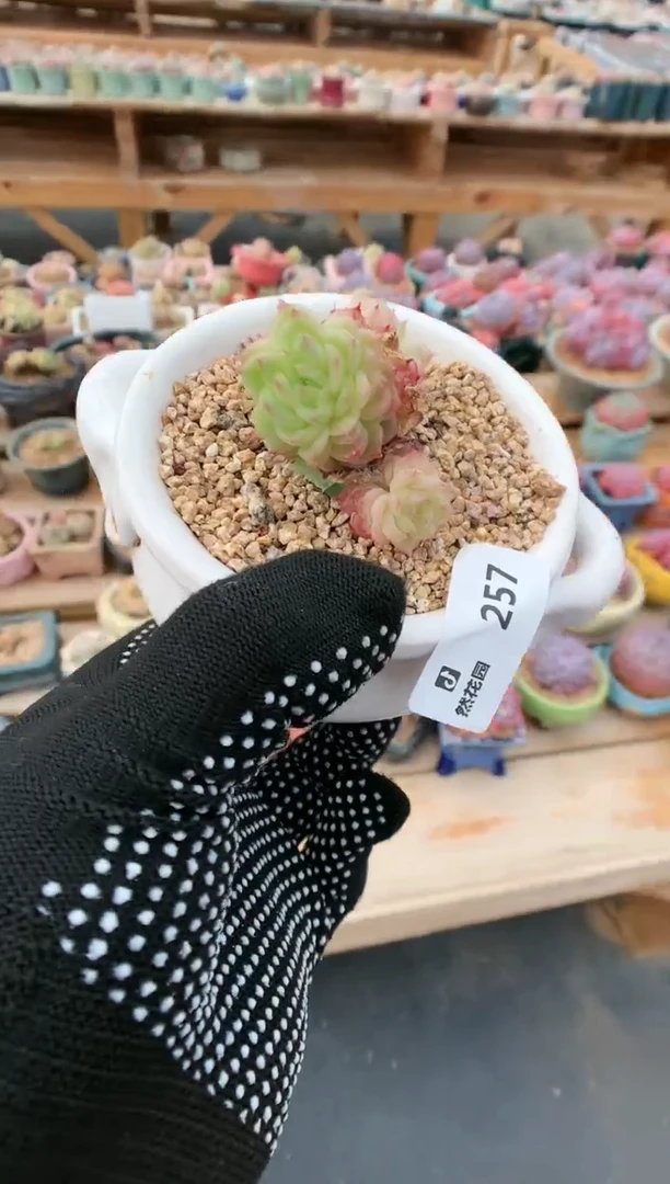 【闪购商品】257麦秆一物一拍
