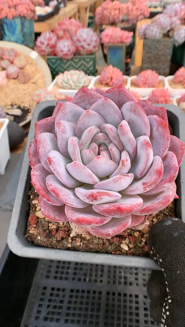 【闪购商品】342玫瑰梦露一物一拍