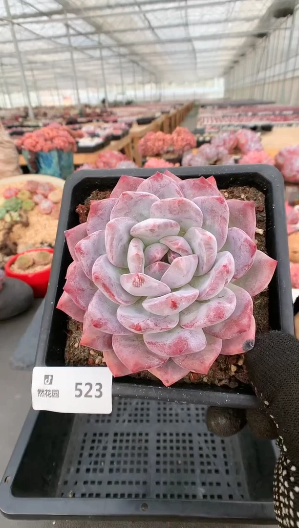 【闪购商品】523玫瑰梦露一物一拍