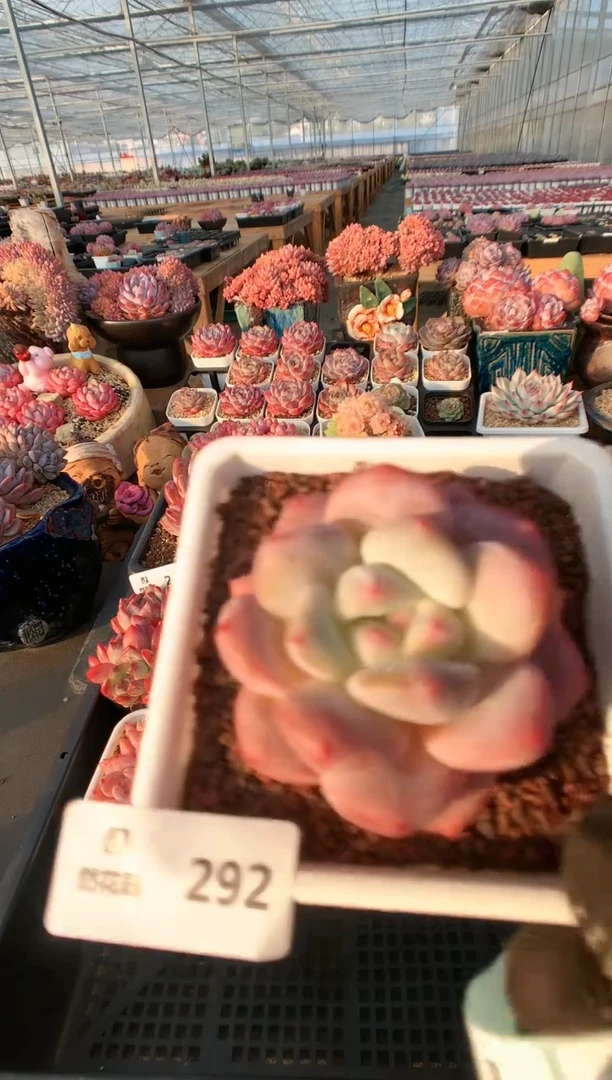 【闪购商品】292香梦一物一拍