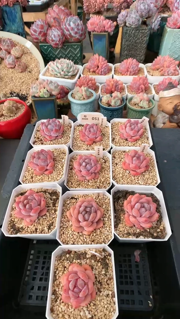 【闪购商品】051玫瑰梦露量拍