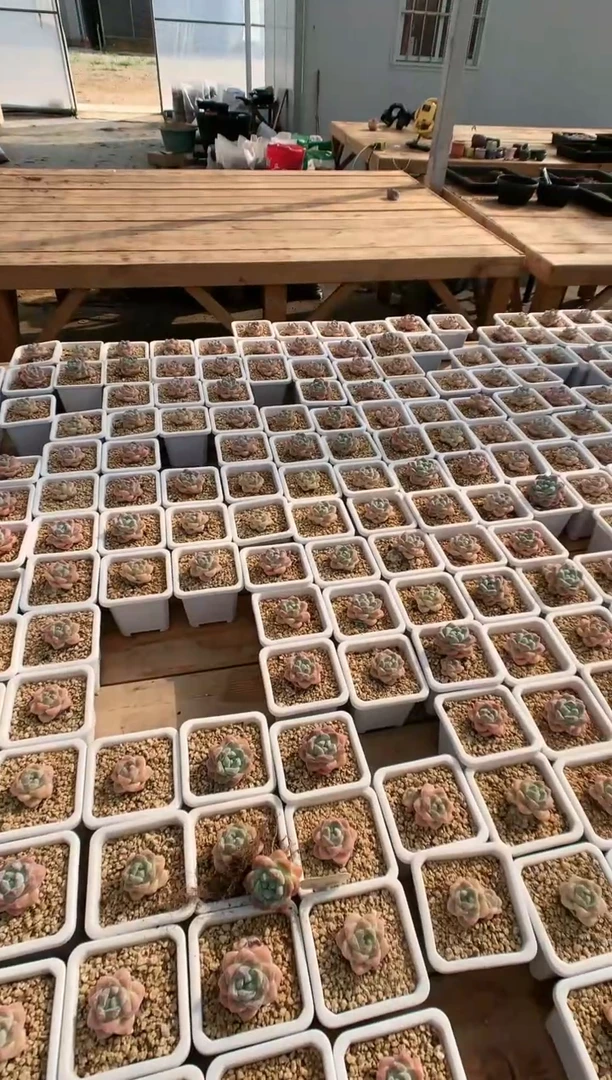 【闪购商品】086三年精控冰玉量拍