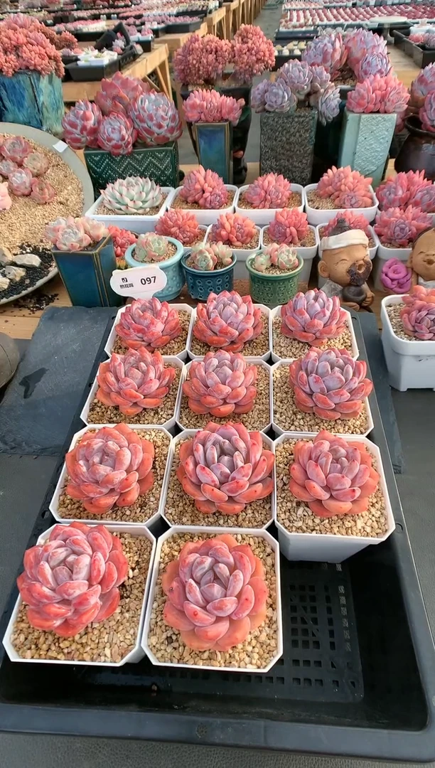 【闪购商品】097雪天使母本 量拍
