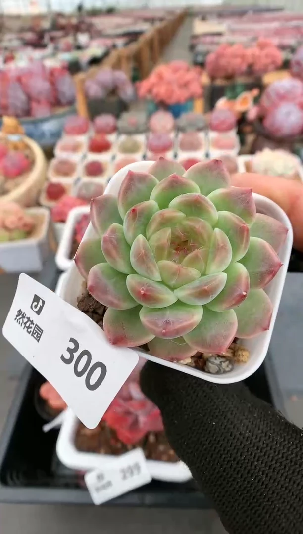 【闪购商品】300冰魄一物一拍