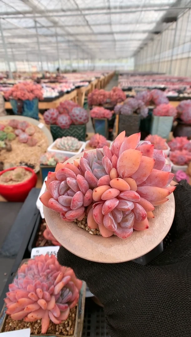 【闪购商品】849雪天使四头一物一拍