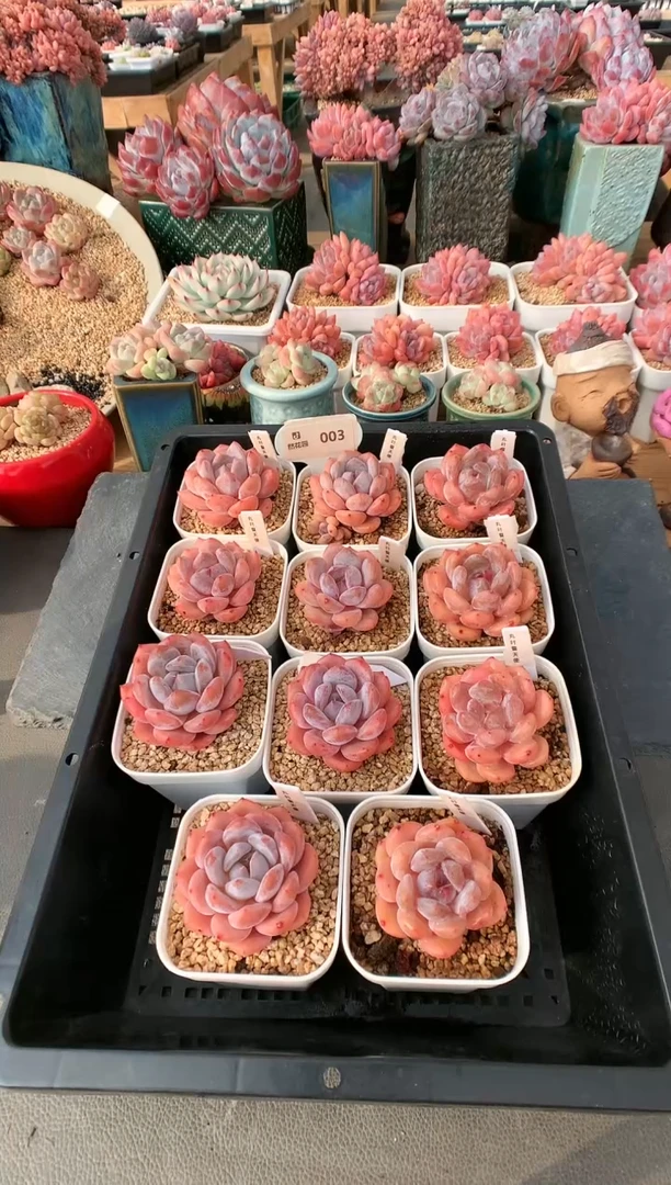 【闪购商品】003丸叶雪天使量拍