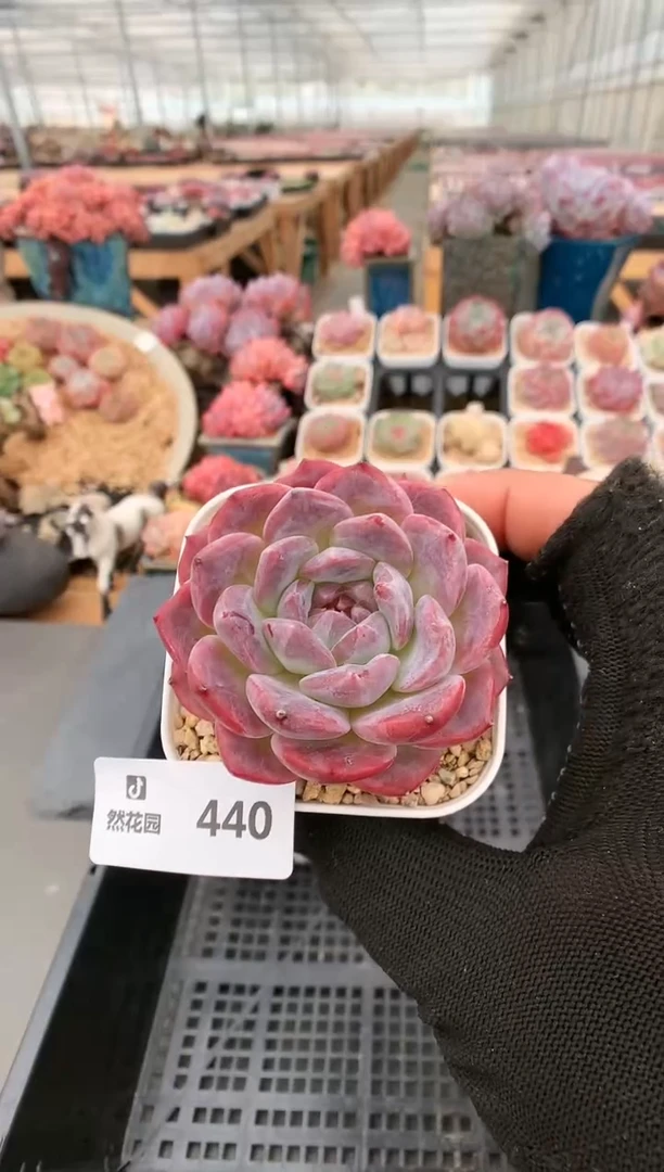 【闪购商品】440冰魄一物一拍