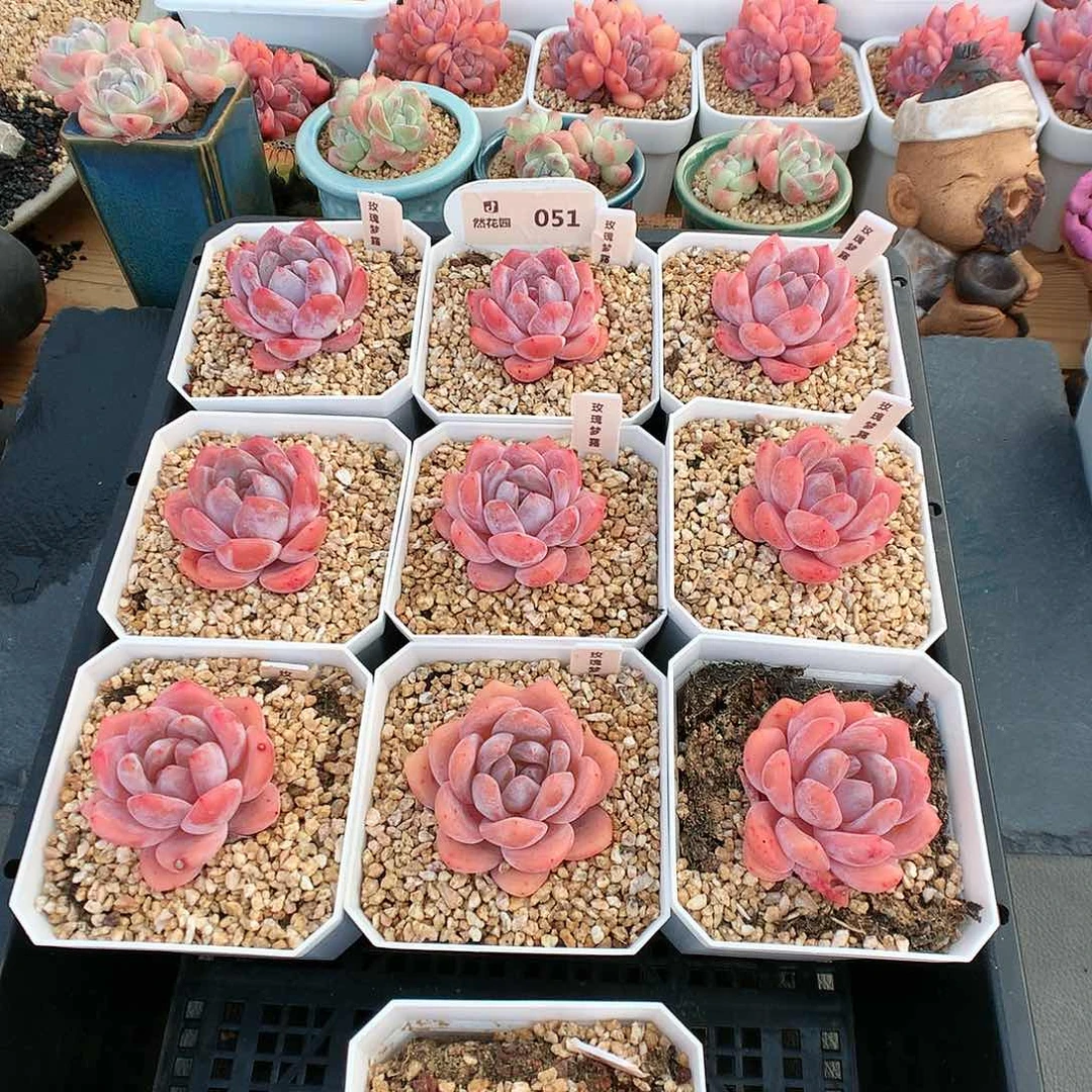 051玫瑰梦露单头量拍