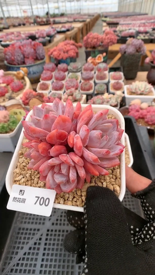 【闪购商品】700四头雪天使一物一拍