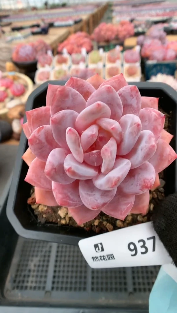 【闪购商品】937果冻橙一物一拍