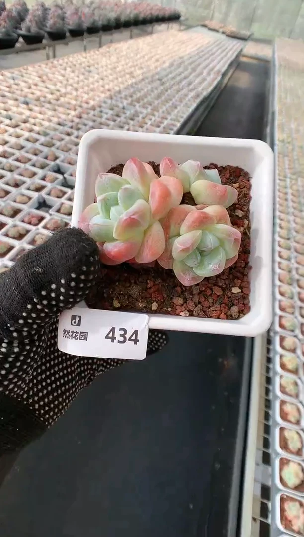 【闪购商品】434三头冰玉一物一拍