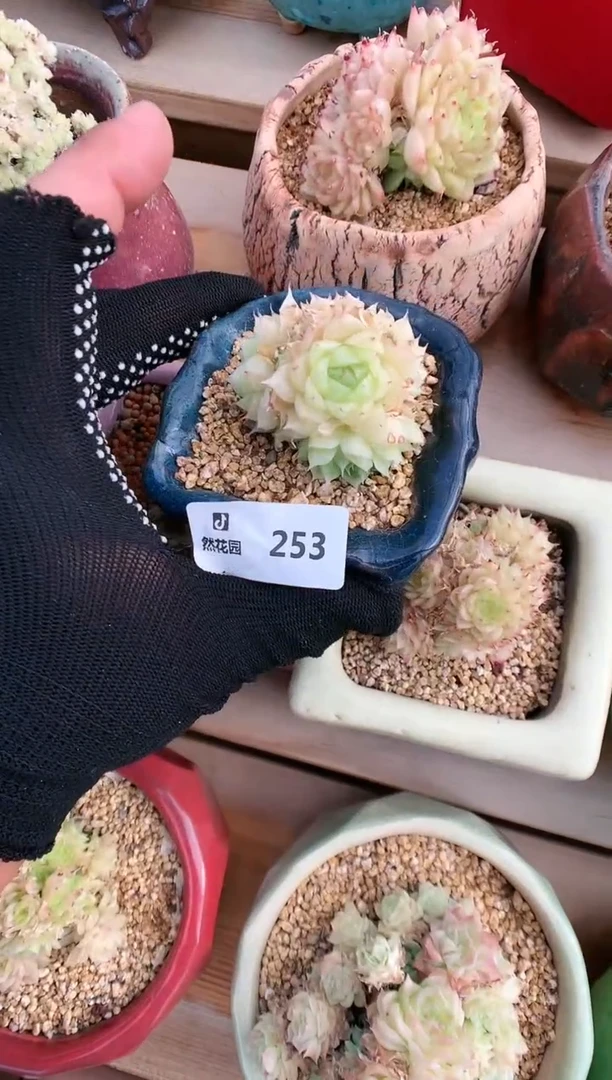 【闪购商品】253麦秆一物一拍