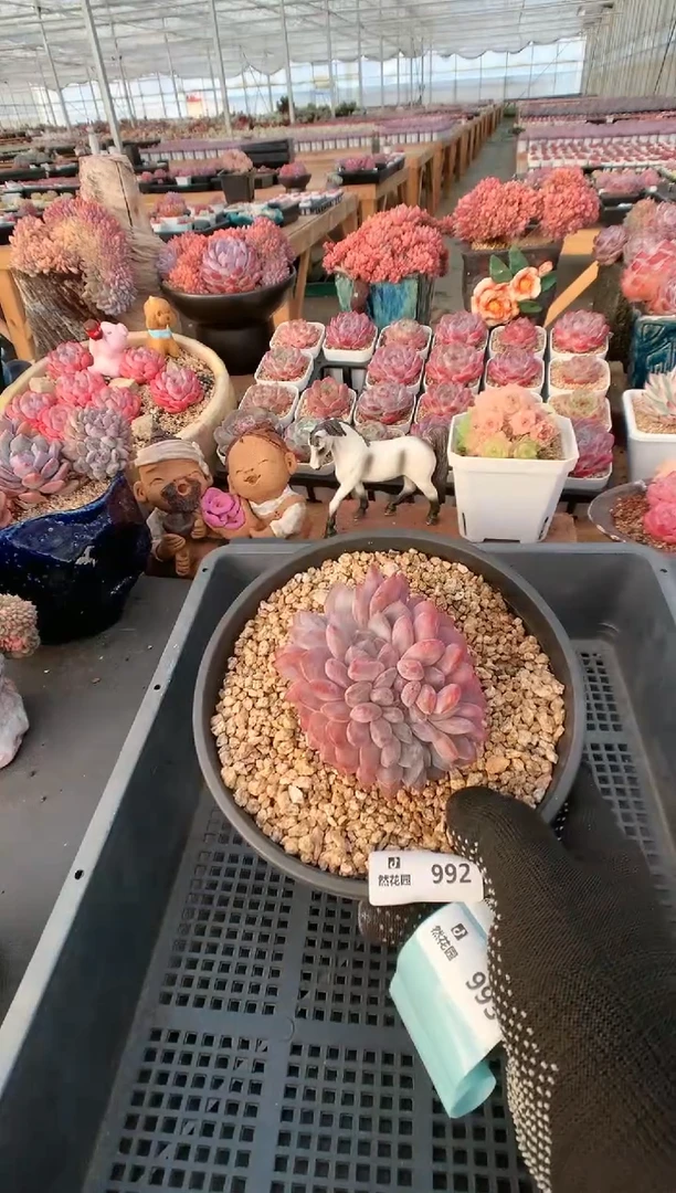 【闪购商品】992一物一拍