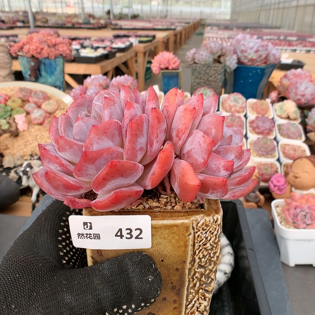 432雪天使6666666多肉
