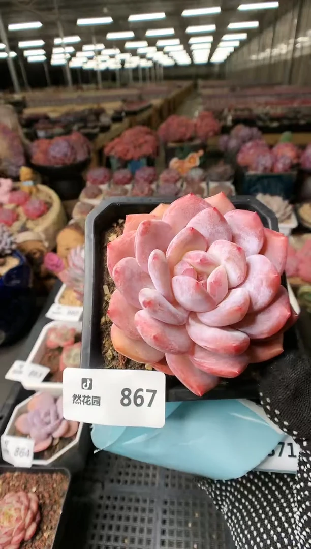 【闪购商品】867雪天使一物一拍