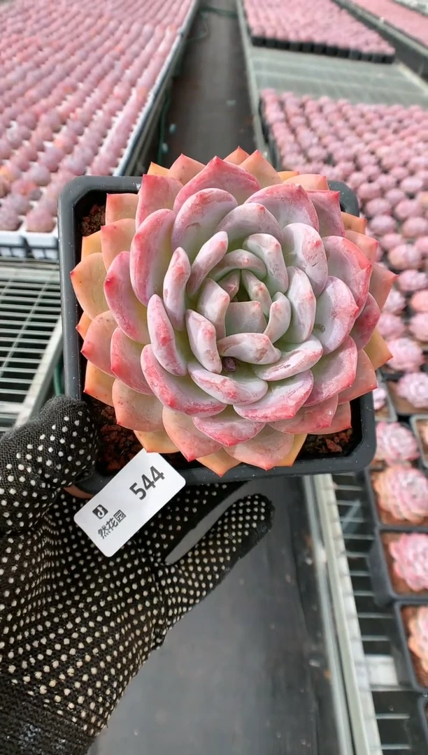 【闪购商品】544梦露一物一拍