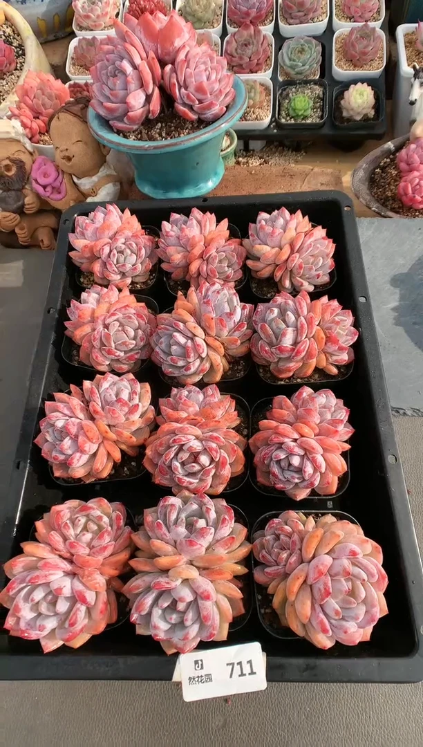 【闪购商品】711双头雪天使两棵量拍