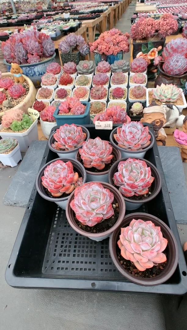 【闪购商品】328胖橙量拍
