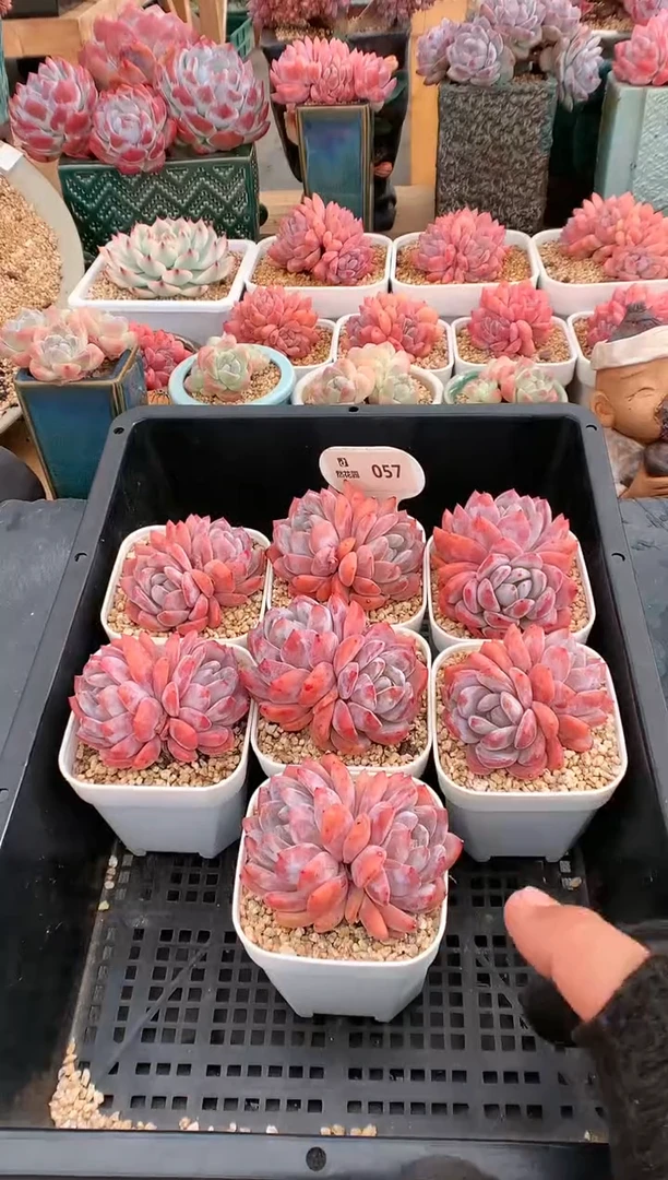【闪购商品】057雪天使双头量拍