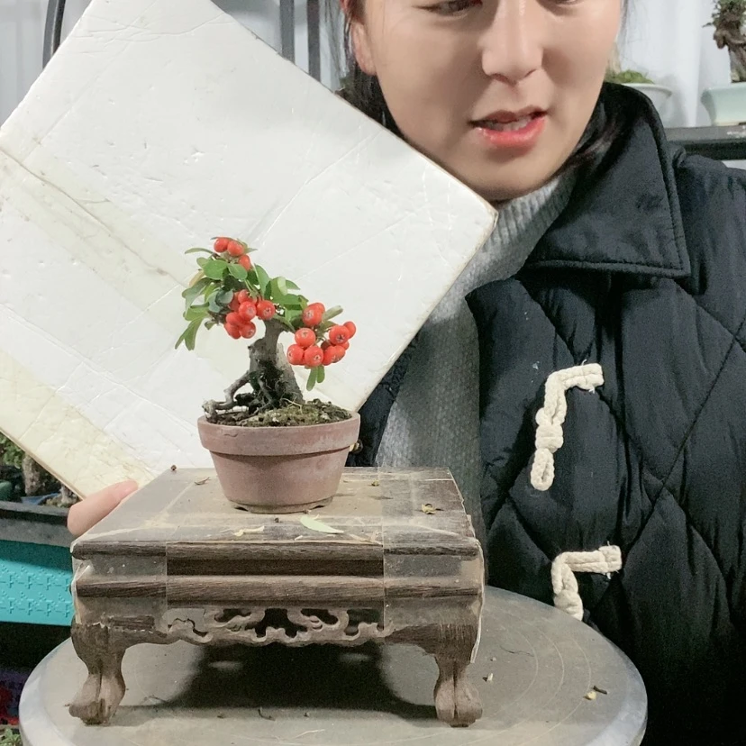 【闪购商品】盆景清****随