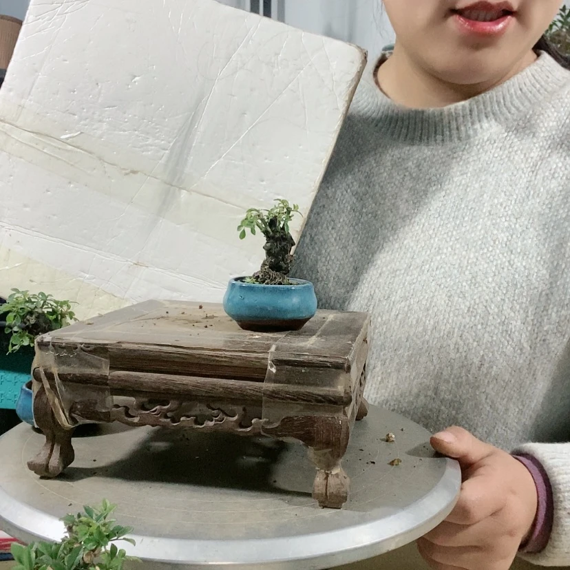 【闪购商品】盆景C**?