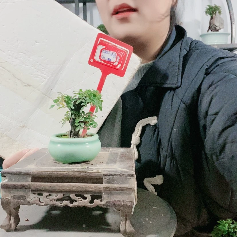【闪购商品】盆景青***场