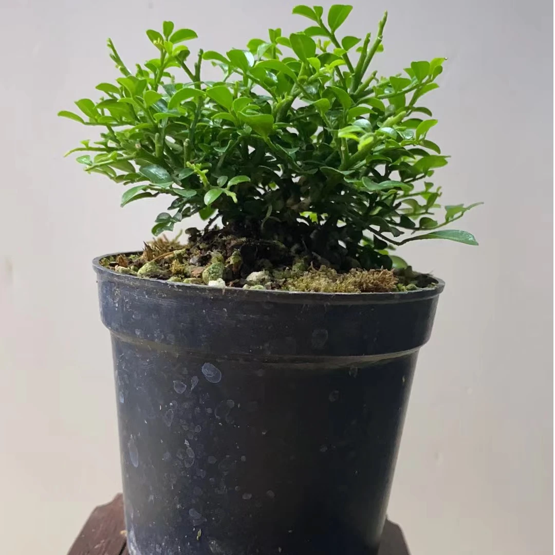 达摩九里香盆栽植物办公客厅茶几桌面观赏美观好养绿植装饰盆景