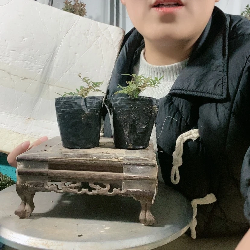 【闪购商品】盆景黑**哲
