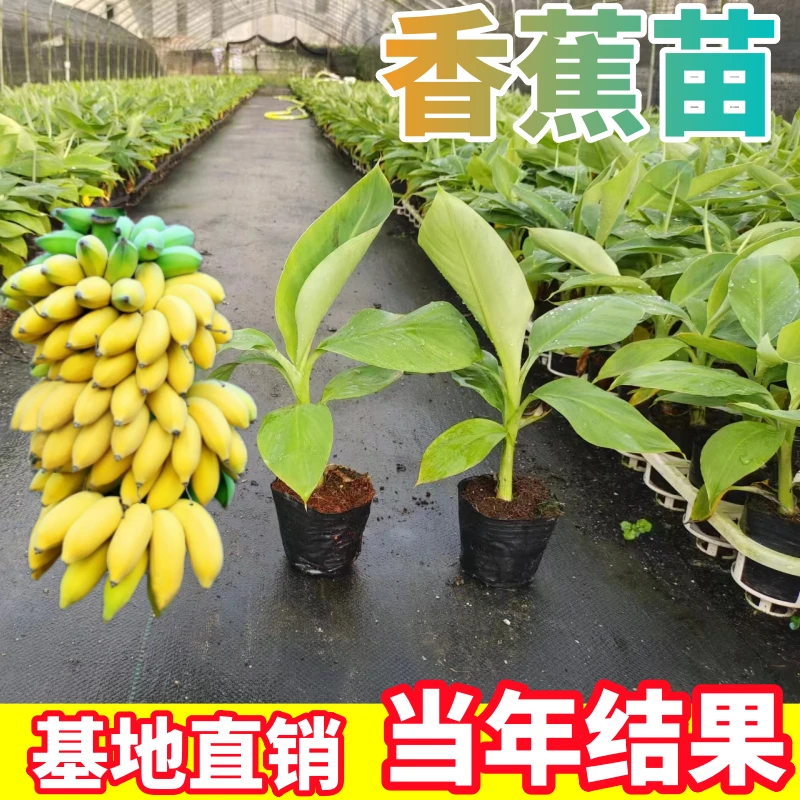 中蕉9号香蕉树苗当年结果矮化皇帝蕉粉蕉南方小米蕉苗四季盆栽