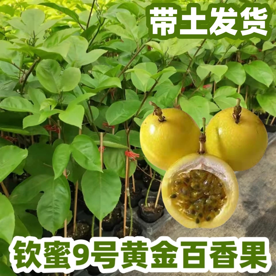 新品种钦蜜九号纯甜黄金百香果树苗四季爬藤当年结果盆栽地栽包邮