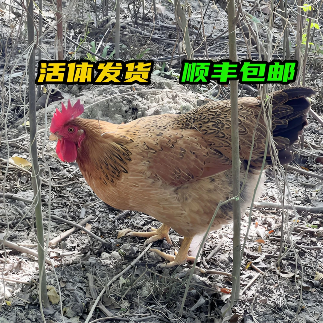 山林散养260天母鸡【发活体】