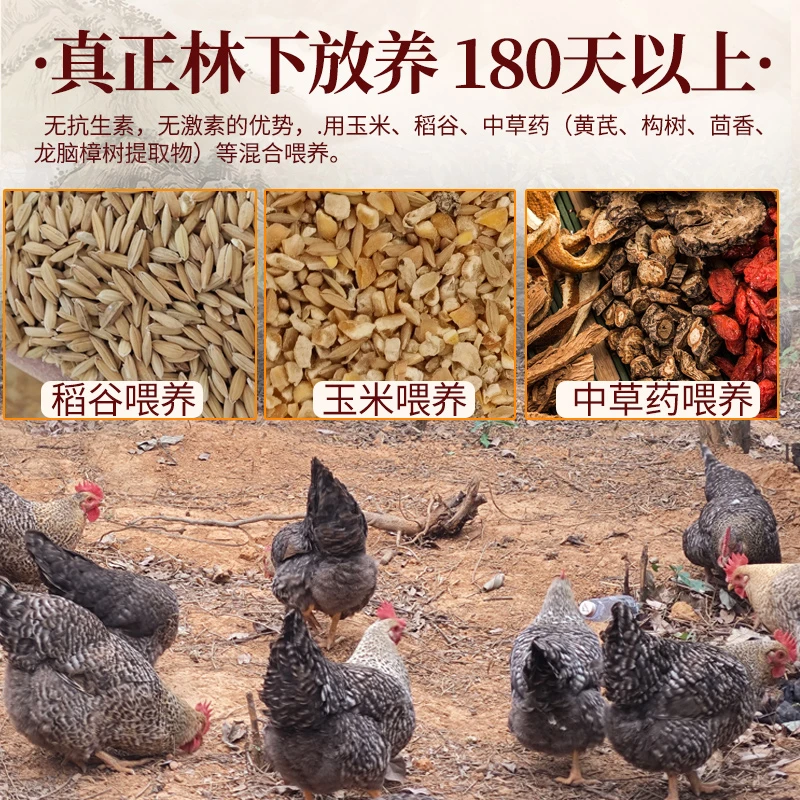 龙脑香鸡林下散养农家土跑走山地鸡整只新鲜冷冻现杀肉质鲜嫩可口