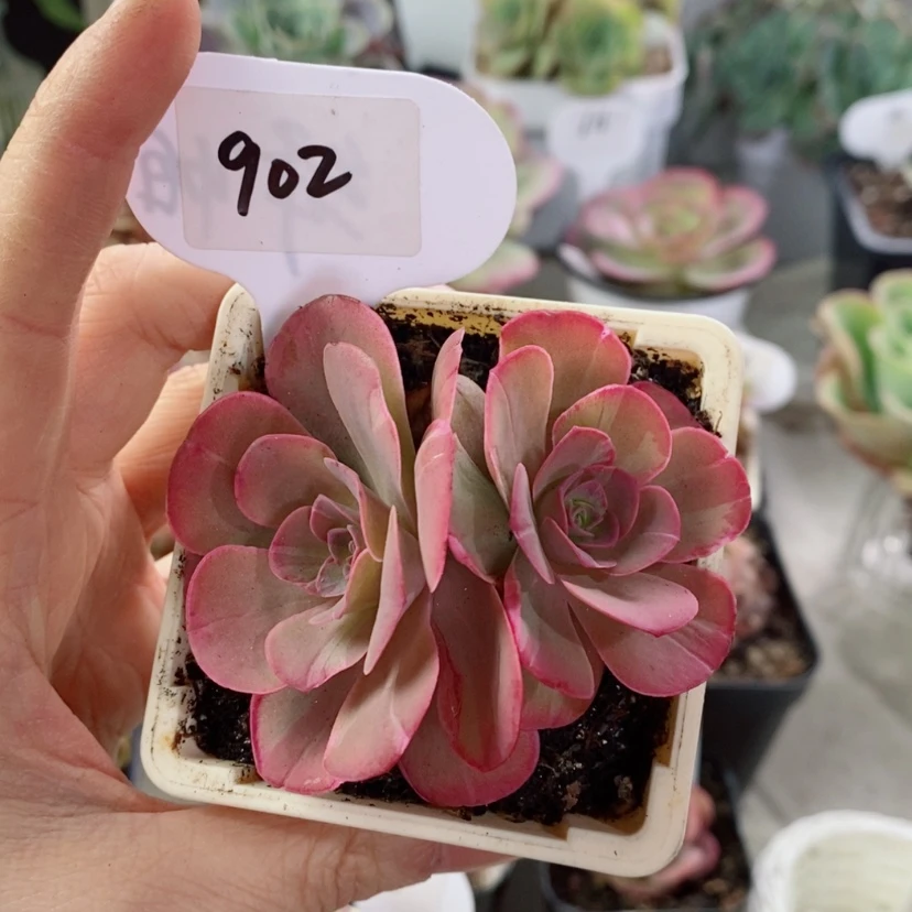 【闪购商品】双头紫帕902