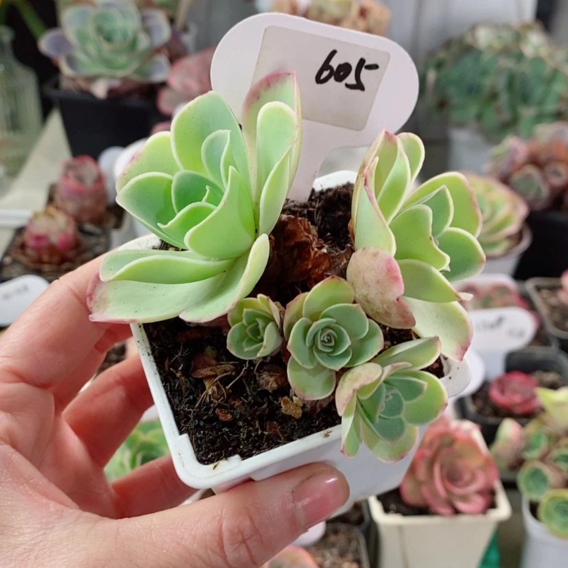 【闪购商品】茜605罗拉公主