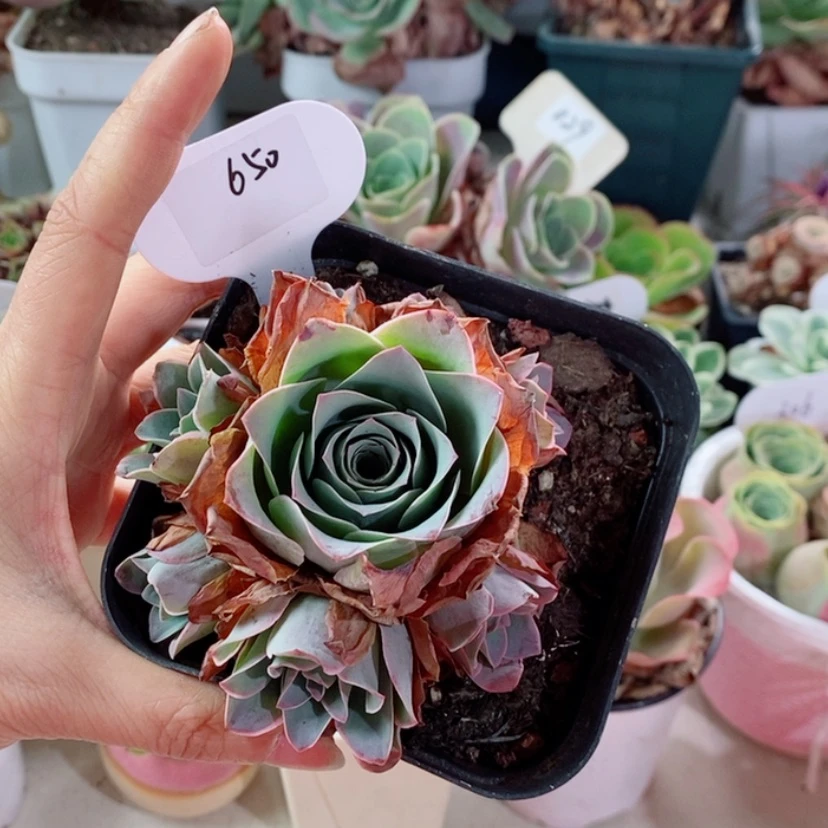 【闪购商品】龙沙650