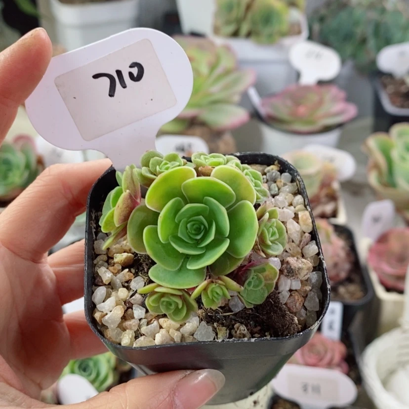 【闪购商品】血樱710