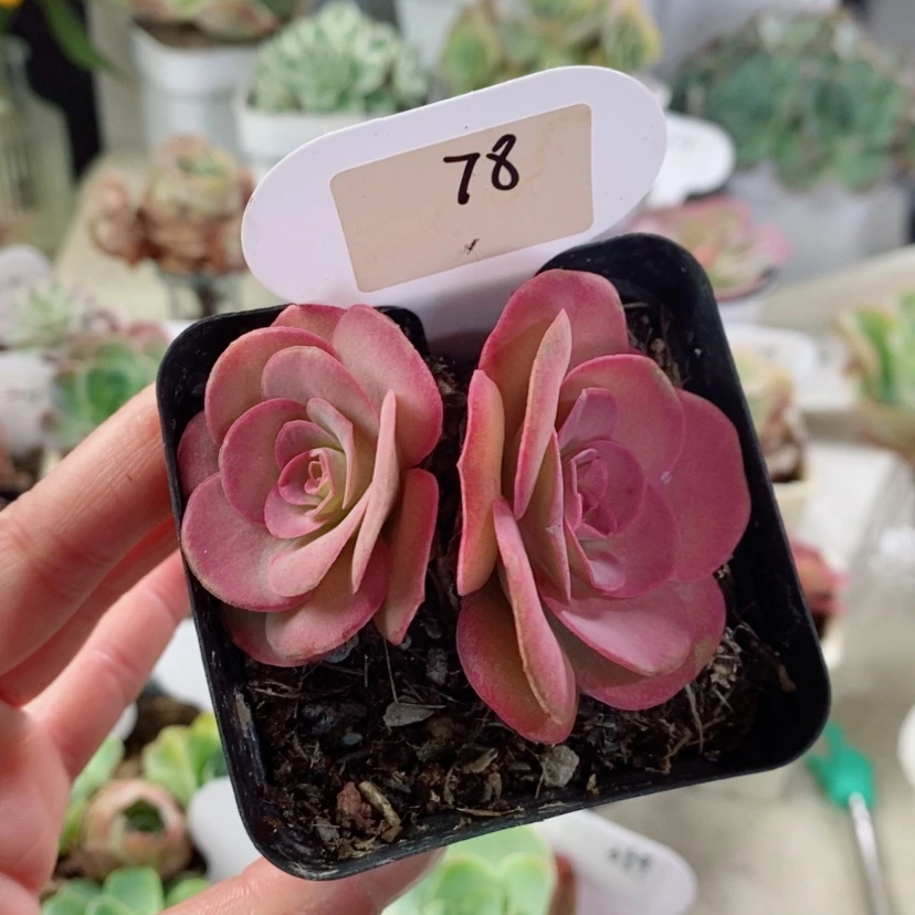 【闪购商品】78紫帕双头