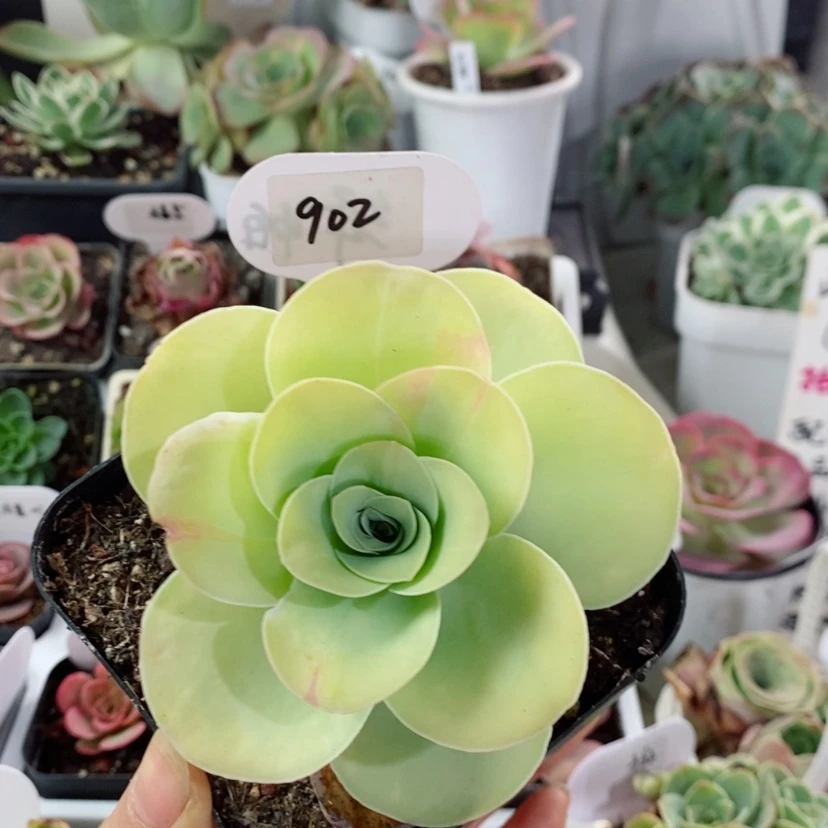【闪购商品】鸡蛋902