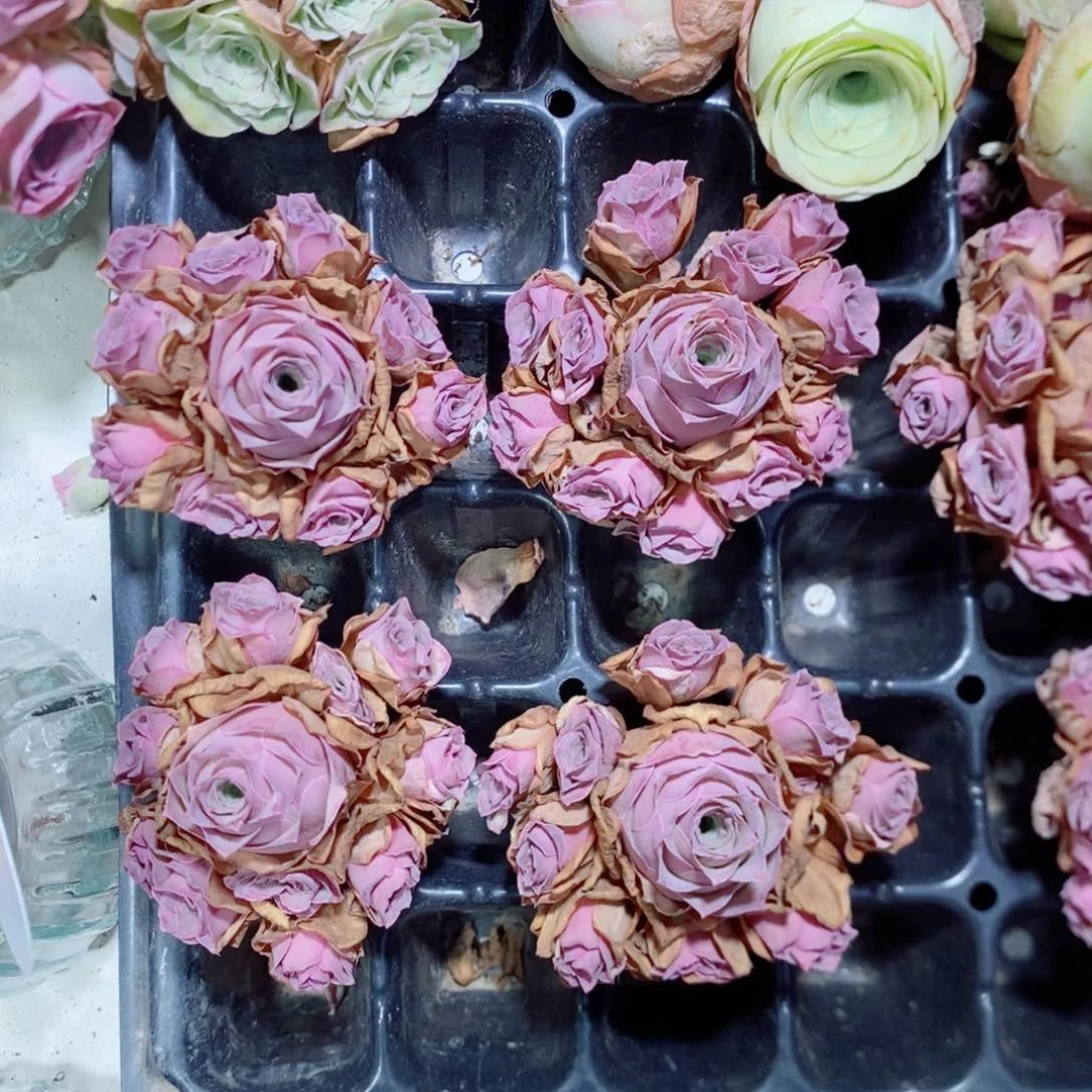 水蜜桃手捧花（6公分左右）量拍