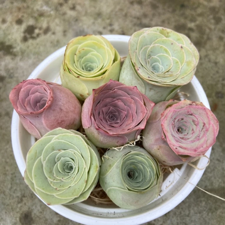 山地玫瑰七颗一组福利款 单颗3厘米左右