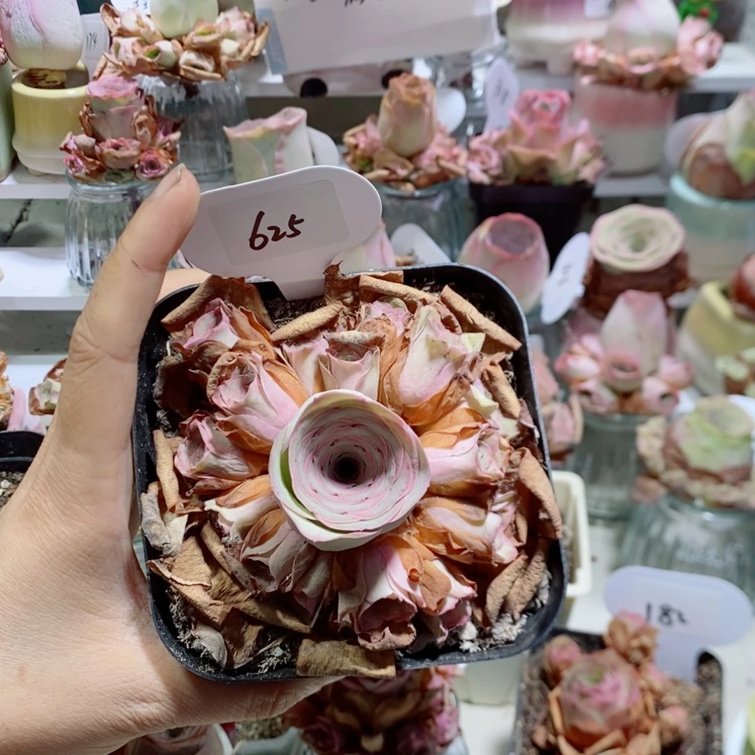 姝帕手捧花625。